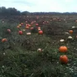 The Mccann Farm Corn Maze & Pumpkin Patch photo