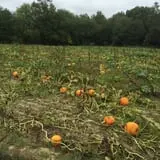 The Mccann Farm Corn Maze & Pumpkin Patch photo
