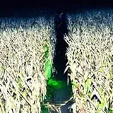 Field of Screams photo