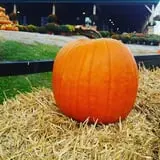 Molnar Farms photo