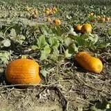 Molnar Farms photo