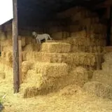 Molnar Farms photo