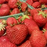 Molnar Farms photo