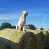 Molnar Farms photo