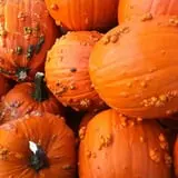Molnar Farms photo