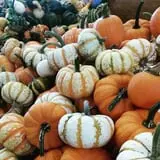 Molnar Farms photo