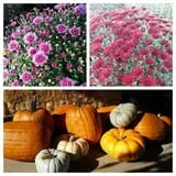 Molnar Farms photo