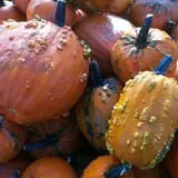 Molnar Farms photo