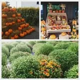 Molnar Farms photo