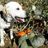 Molnar Farms photo