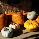 Molnar Farms photo