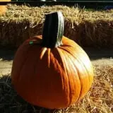 Molnar Farms photo