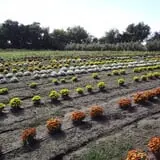 Herman's Farm photo
