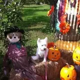 Phantom Farms photo