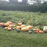 Phantom Farms photo
