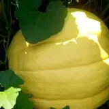 Phantom Farms photo