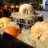 Phantom Farms photo