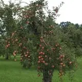 Phantom Farms photo