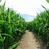 Walla Walla Corn Maze photo