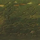 Walla Walla Corn Maze photo