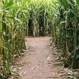 Walla Walla Corn Maze photo