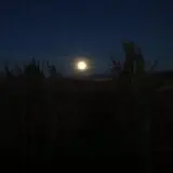 Walla Walla Corn Maze photo