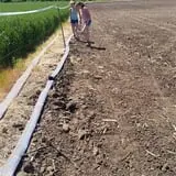 Walla Walla Corn Maze photo