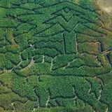 Walla Walla Corn Maze photo