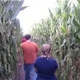 Walla Walla Corn Maze photo