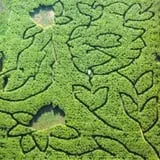 Walla Walla Corn Maze photo