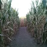 Walla Walla Corn Maze photo