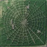 Walla Walla Corn Maze photo