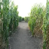 Walla Walla Corn Maze photo