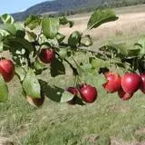 Holly Acres Tree Nursery and Garden Center photo