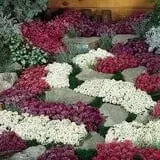 Holly Acres Tree Nursery and Garden Center photo