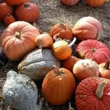 Holly Acres Tree Nursery and Garden Center photo