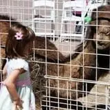 Holly Acres Tree Nursery and Garden Center photo