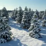 Holly Acres Tree Nursery and Garden Center photo