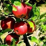 Holly Acres Tree Nursery and Garden Center photo