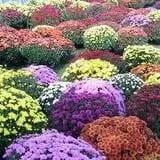Holly Acres Tree Nursery and Garden Center photo