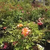 Holly Acres Tree Nursery and Garden Center photo