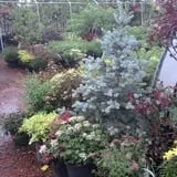 Holly Acres Tree Nursery and Garden Center photo