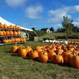 Treworgy Family Orchards's Corn Maze photo