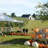 Treworgy Family Orchards's Corn Maze photo