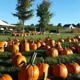 Treworgy Family Orchards's Corn Maze photo