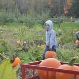 Treworgy Family Orchards's Corn Maze photo