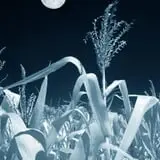 Treworgy Family Orchards's Corn Maze photo