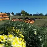 Treworgy Family Orchards's Corn Maze photo