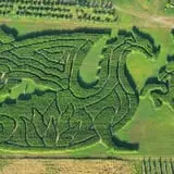 Treworgy Family Orchards's Corn Maze photo