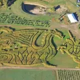 Treworgy Family Orchards's Corn Maze photo